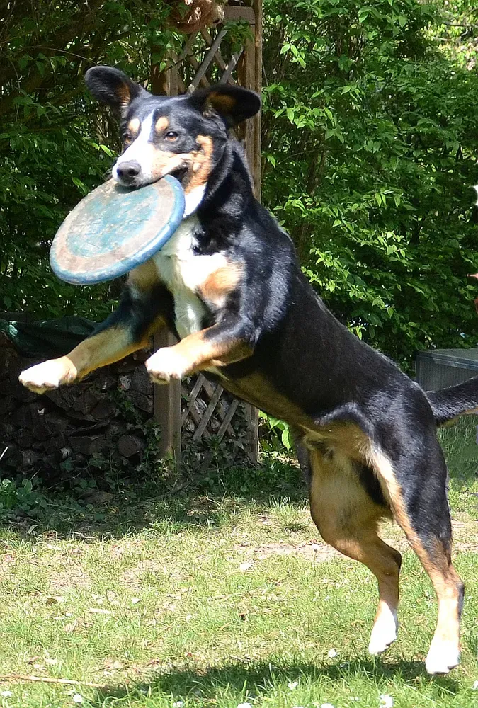 Boyero de Entlebuch: foto 4