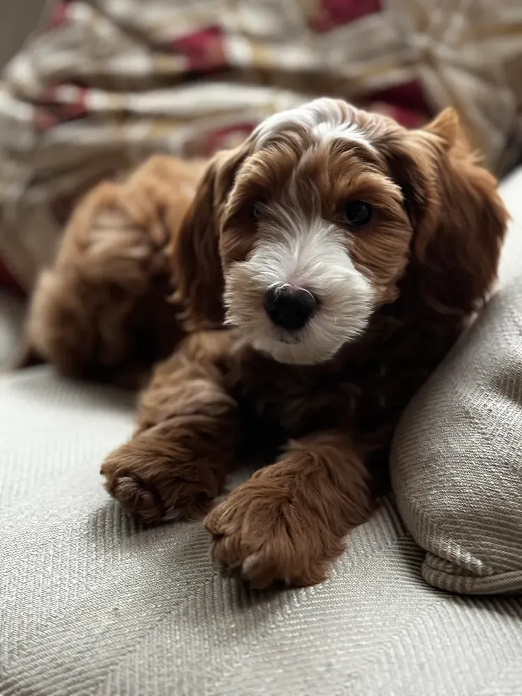 Australian Labradoodle: foto 4