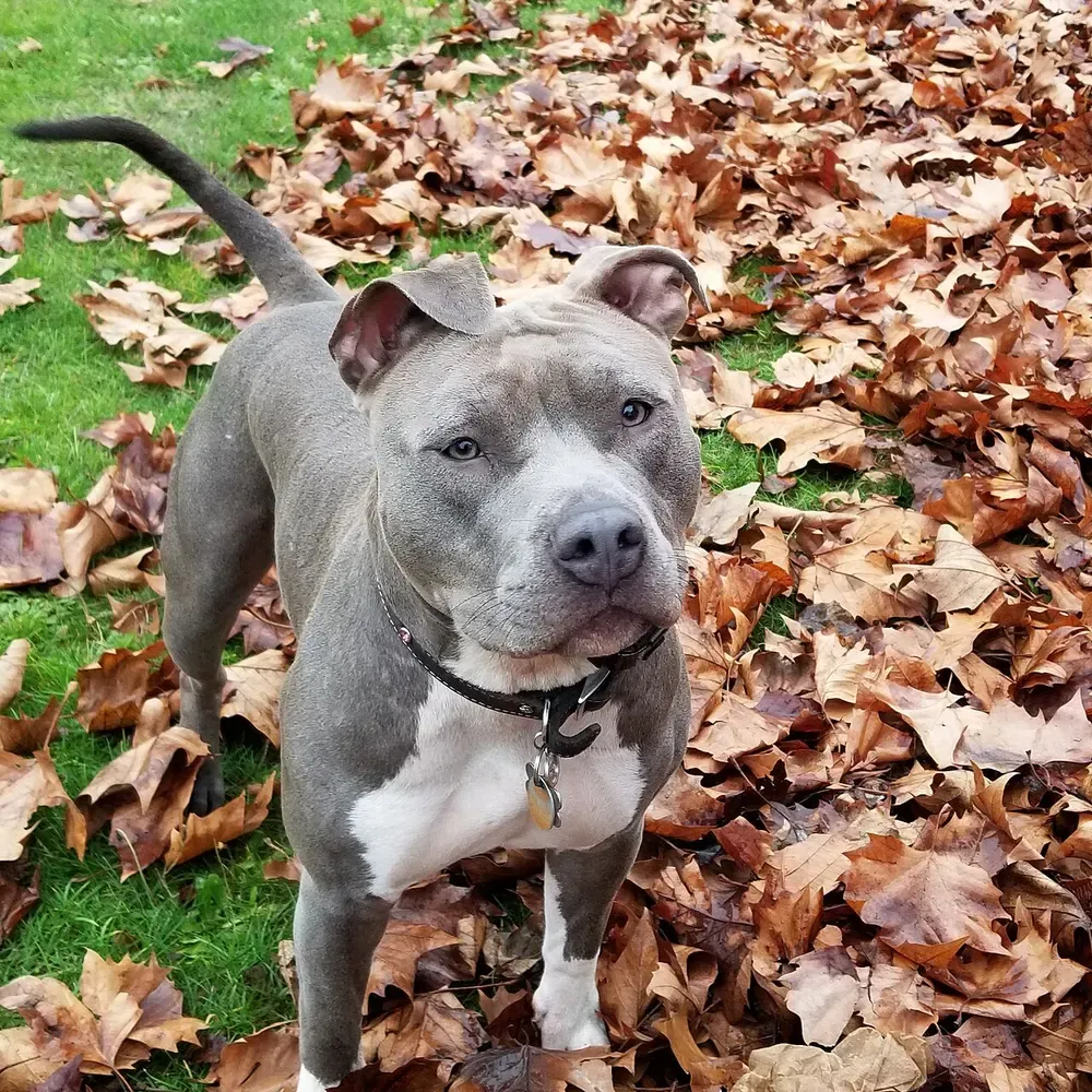 American Staffordshire terrier: foto 4