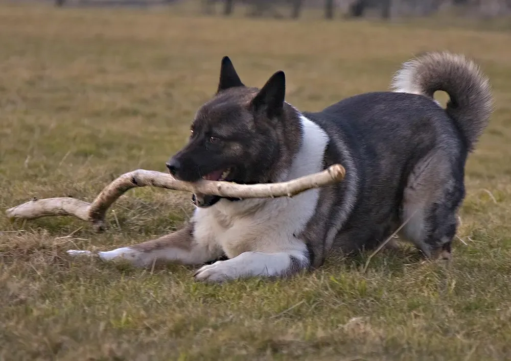 Akita americano: foto 4