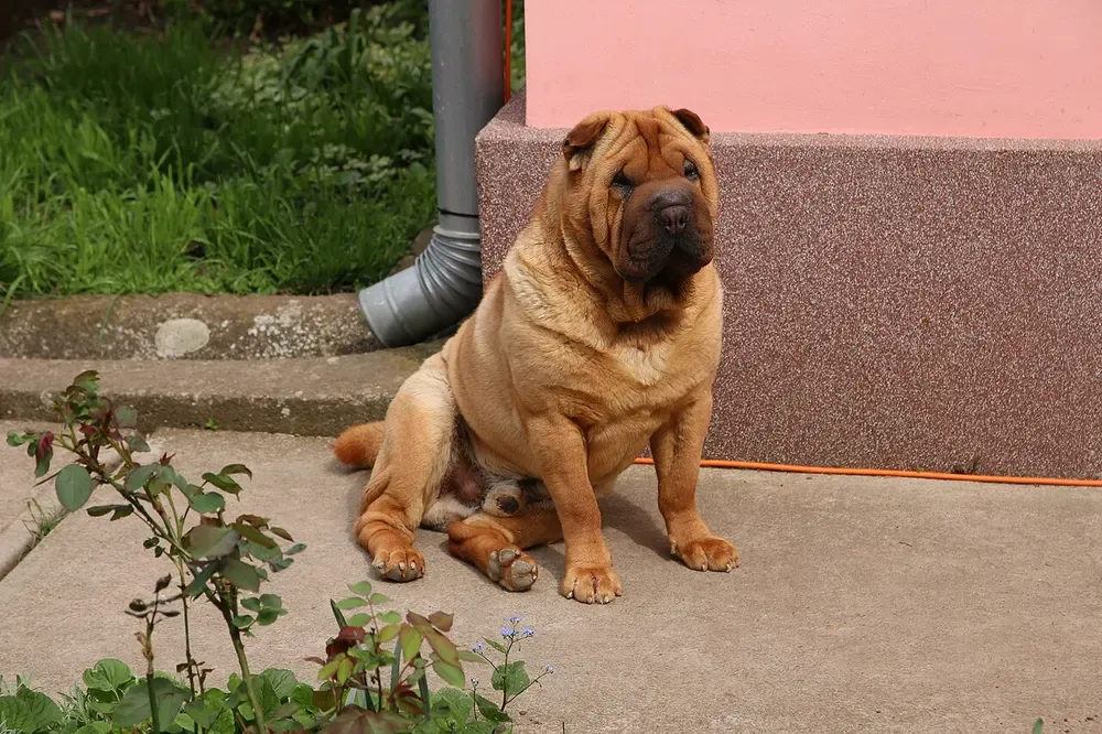 Shar pei: foto 4