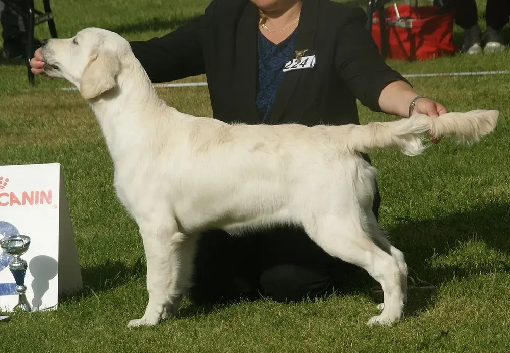 Golden retriever: foto 4