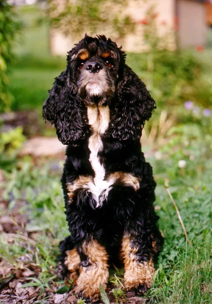 Cocker spaniel americano: foto 4