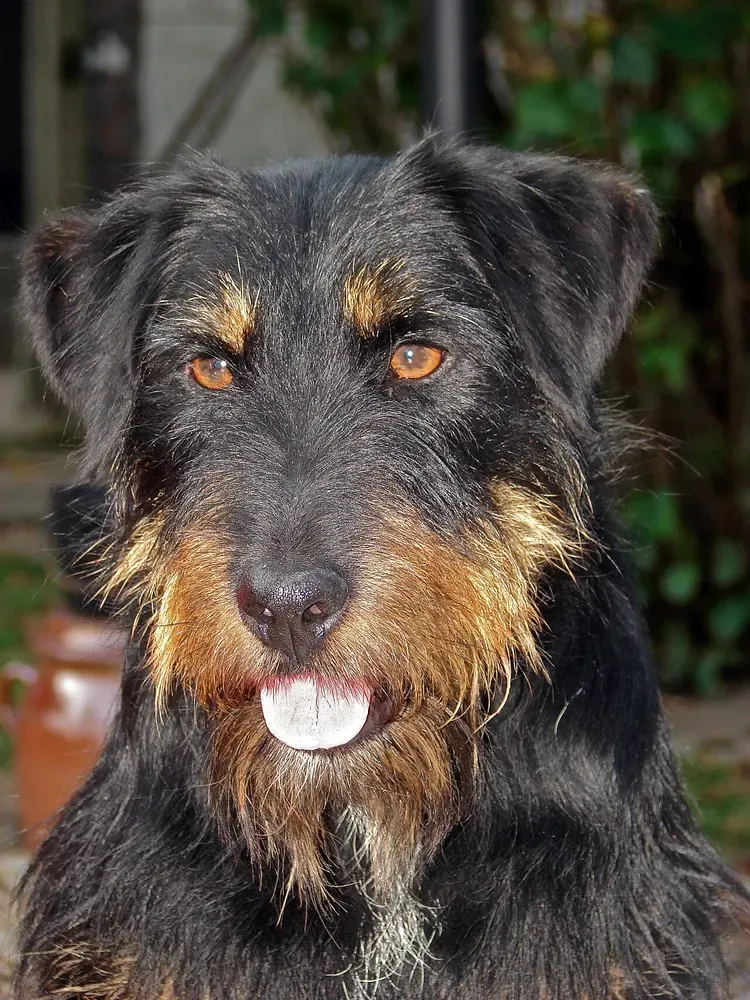 Terrier alemán de caza: foto 4