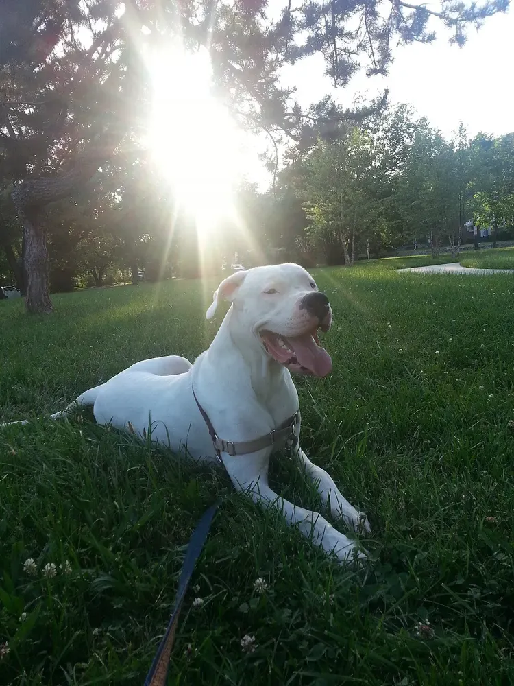 Dogo argentino: foto 4