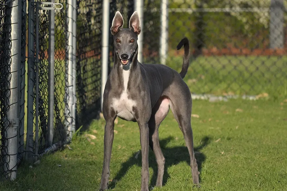 Galgo inglés (Greyhound): foto 4