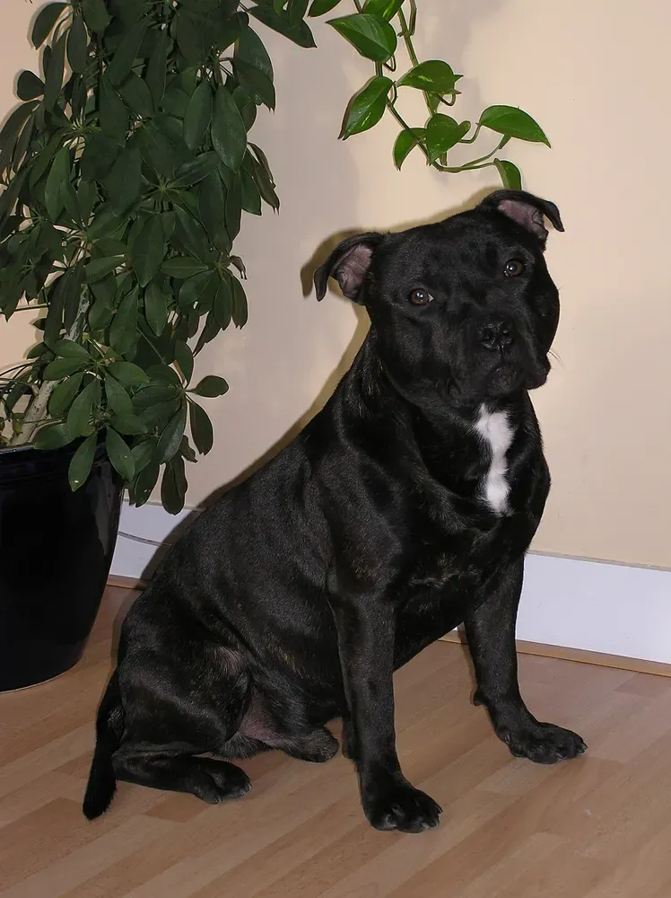 Staffordshire bull terrier: foto 4