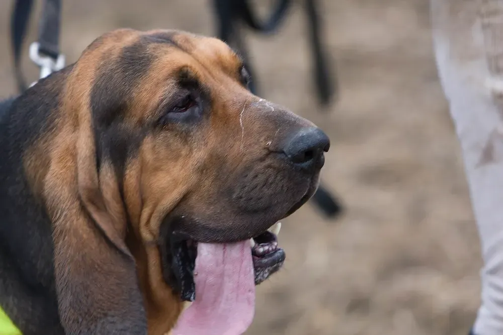 Bloodhound (perro de San Huberto): foto 4