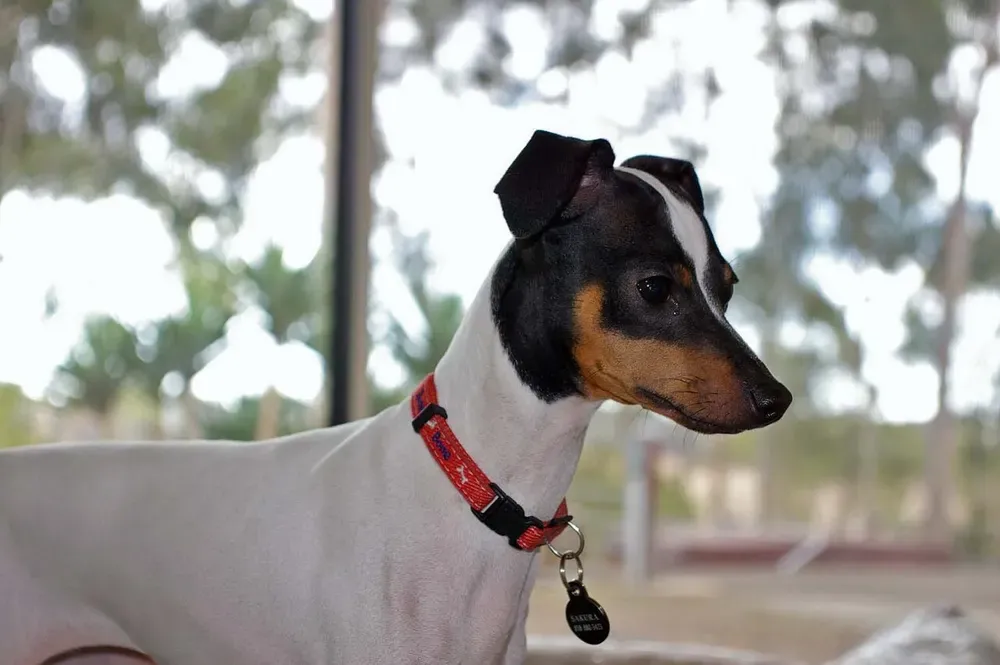 Terrier japonés: foto 4