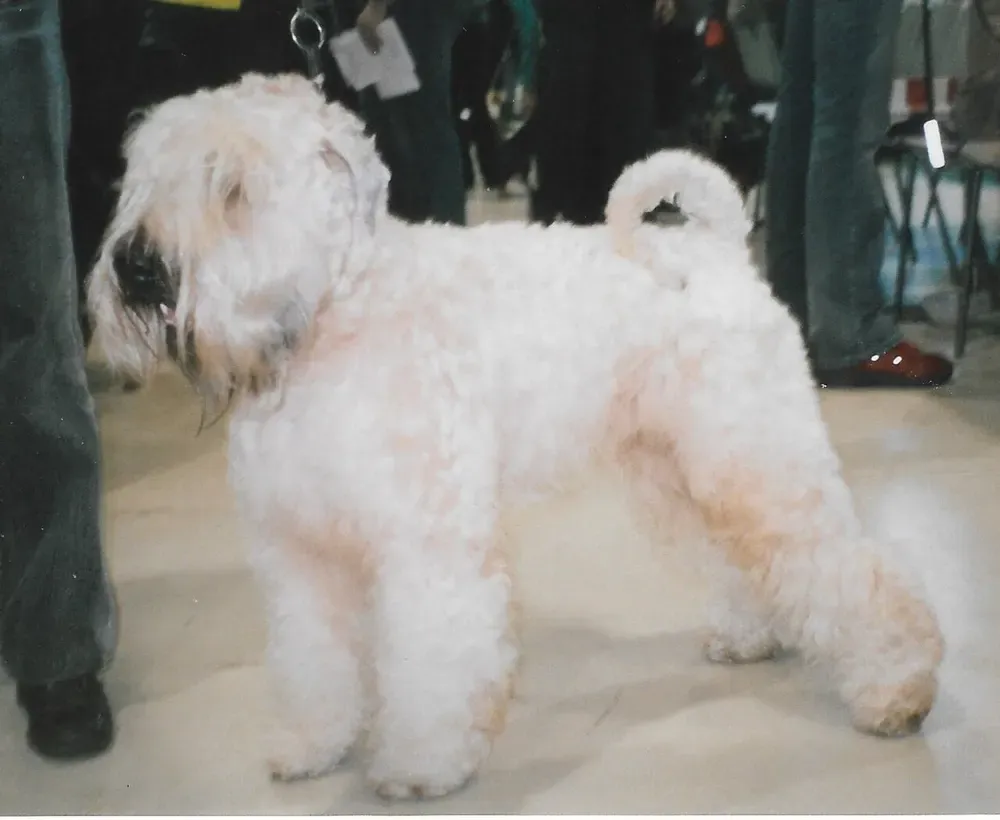 Terrier irlandés de pelo suave (Wheaten): foto 4