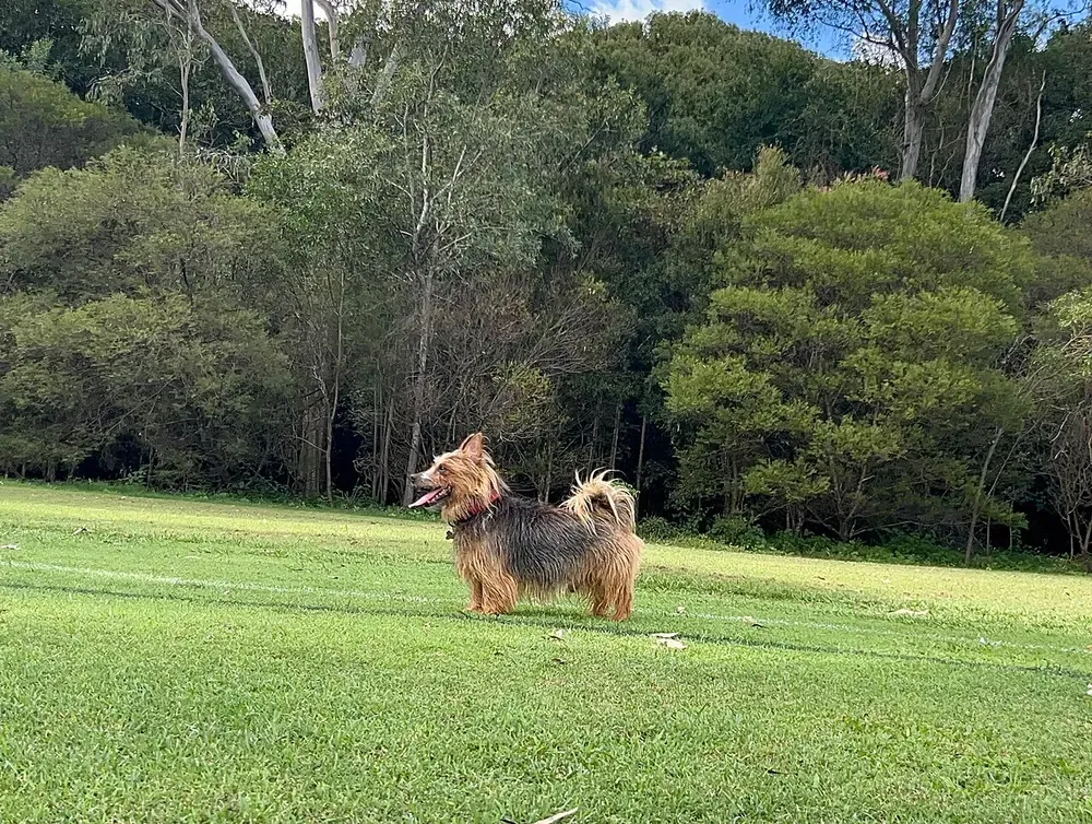 Terrier australiano: foto 4