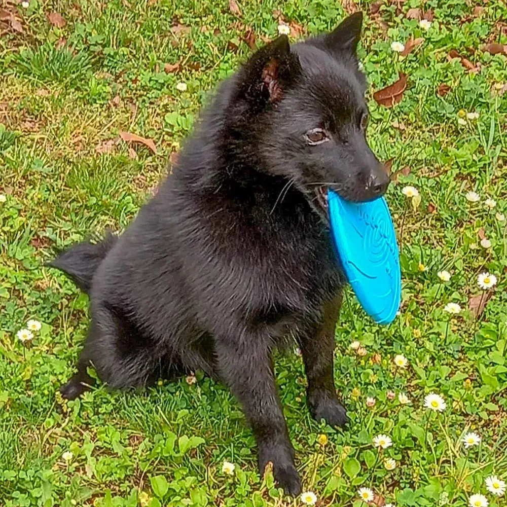 Schipperke: foto 4