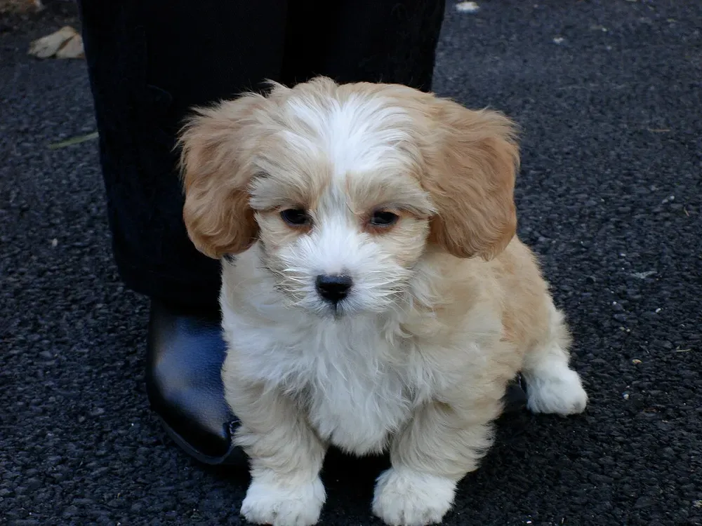 Shih-Poo: foto 4
