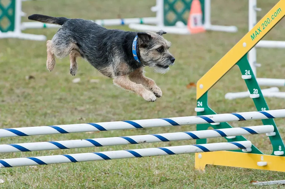 Border terrier: foto 4