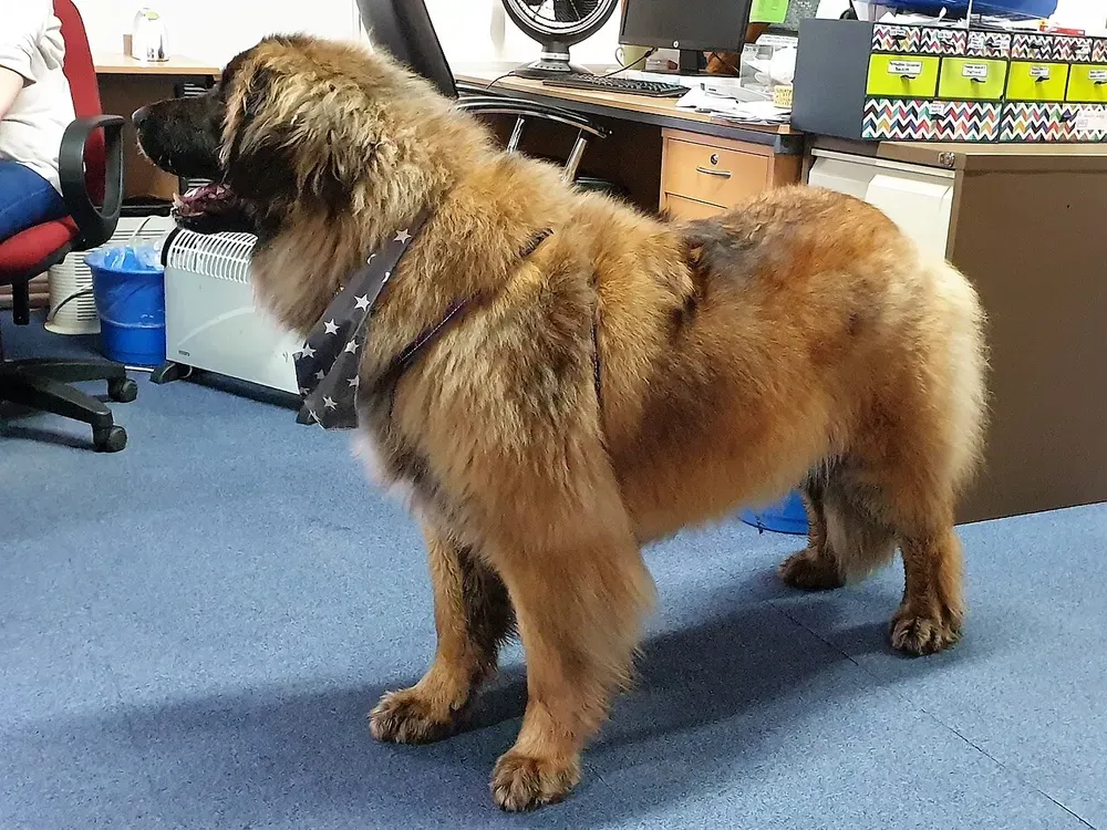 Leonberger: foto 4