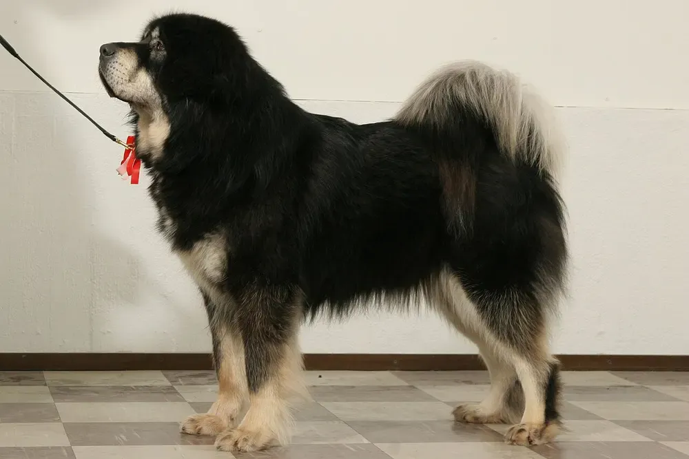 Mastín tibetano: foto 4