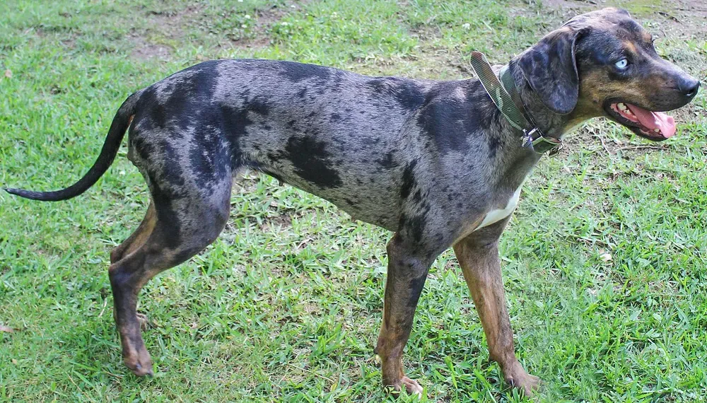 Catahoula Leopard Dog: foto 4