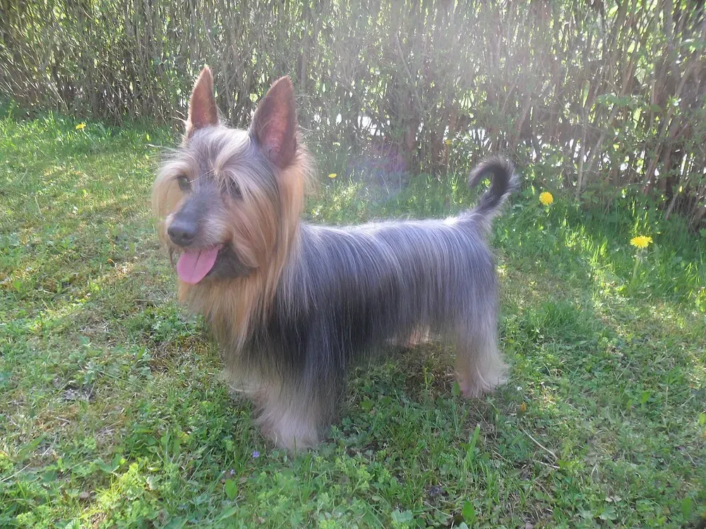 Silky terrier australiano: foto 4