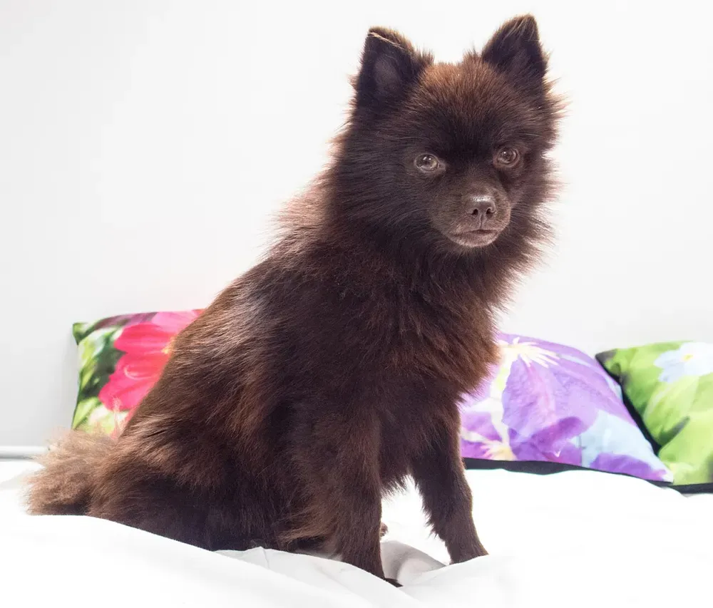 Spitz alemán (incl. Pomerania): foto 4