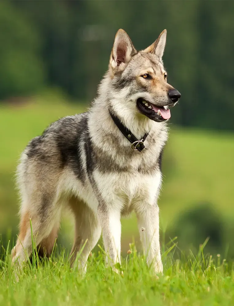 Perro lobo checoslovaco: foto 4