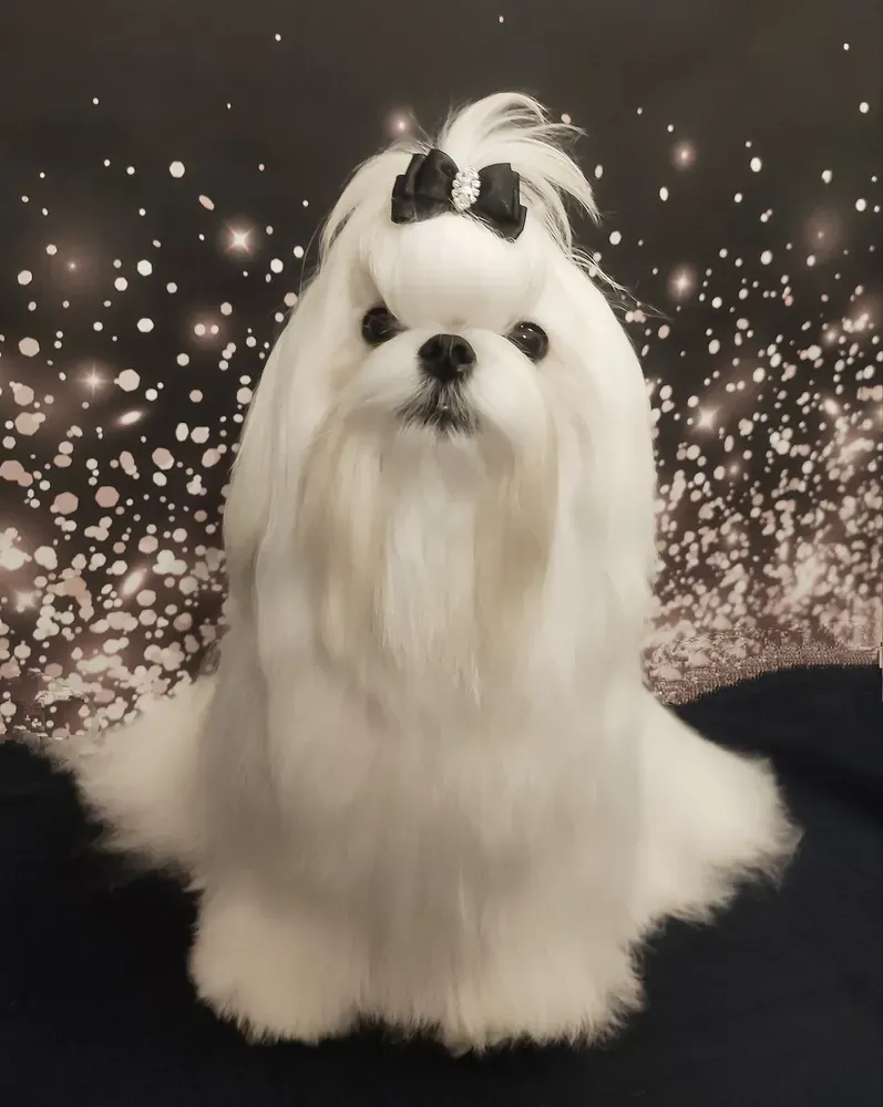 Bichón maltés: foto 4