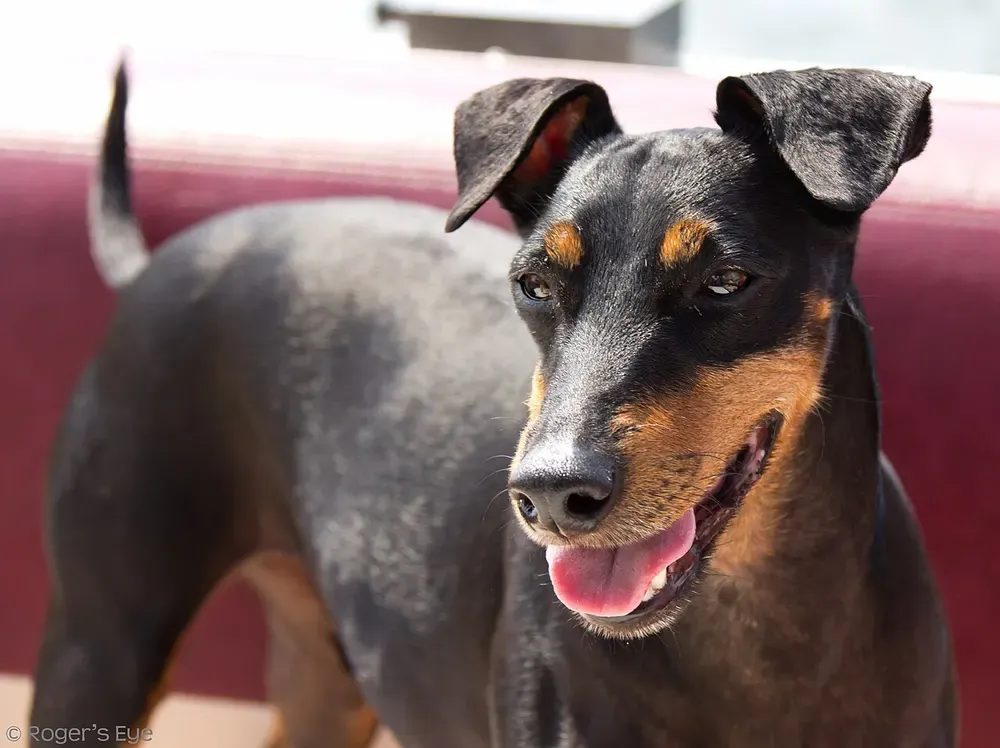 Manchester terrier: foto 4