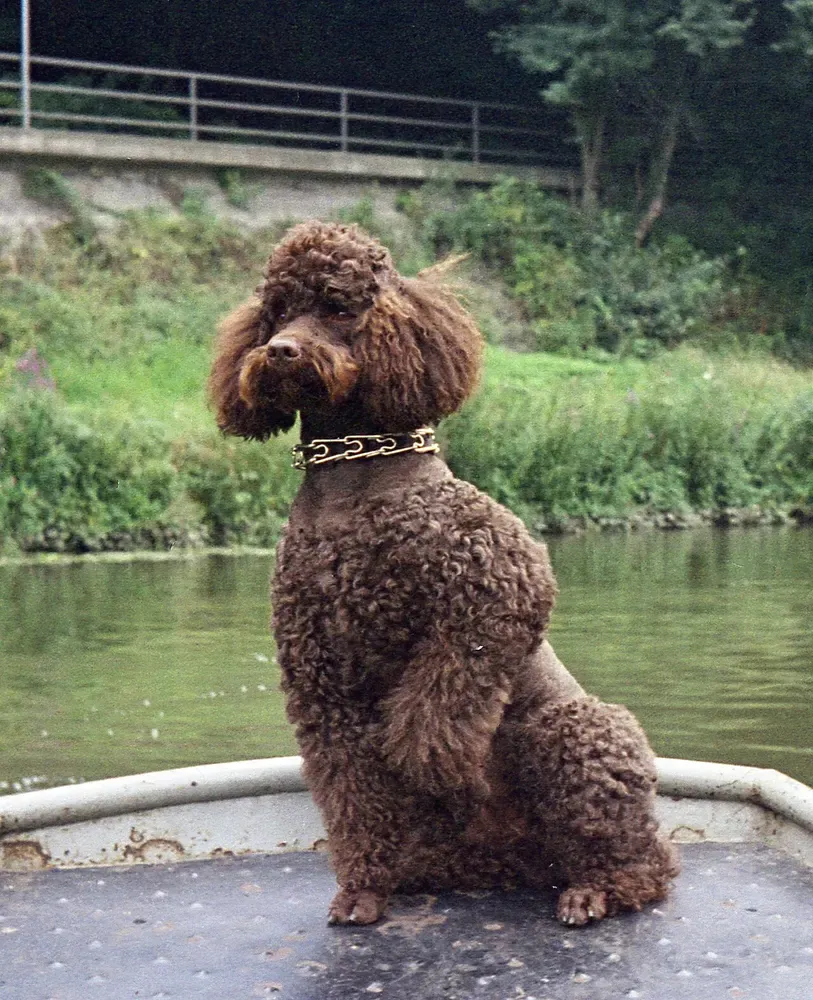Caniche gigante: foto 4