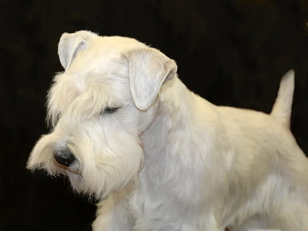 Sealyham terrier: foto 4