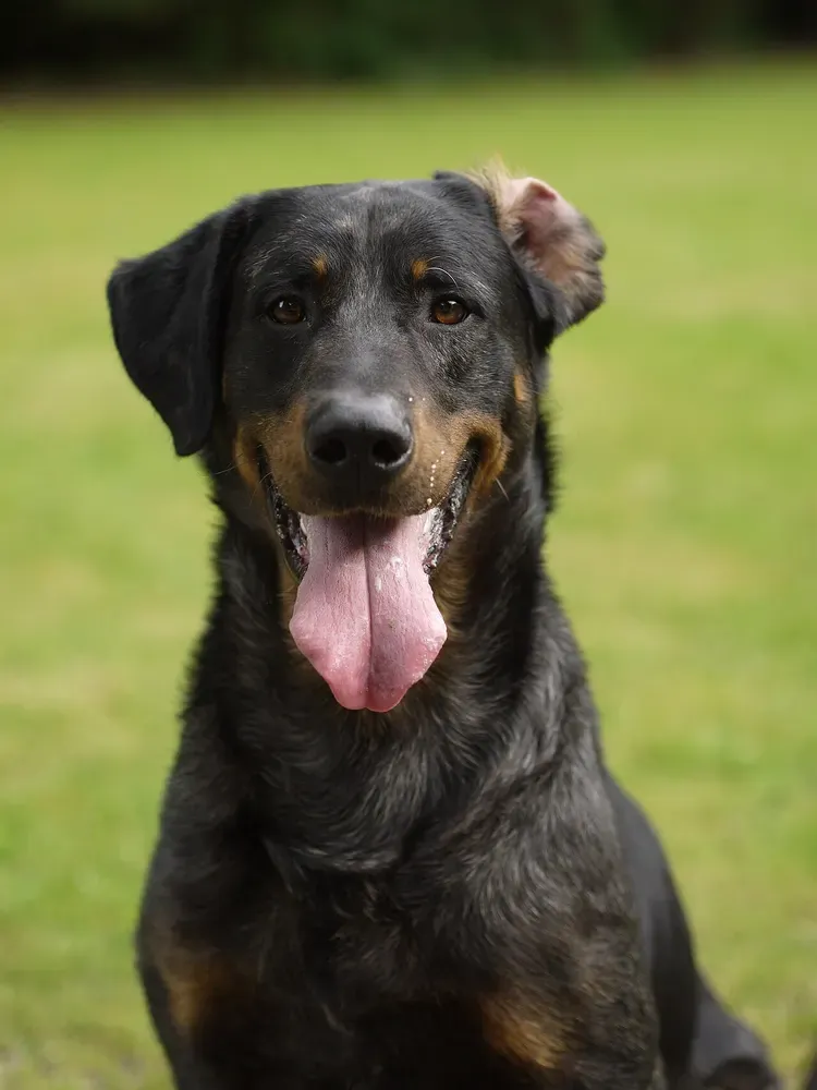 Pastor de Beauce (Beauceron): foto 4