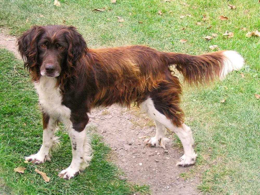 Pequeño Münsterländer: foto 4