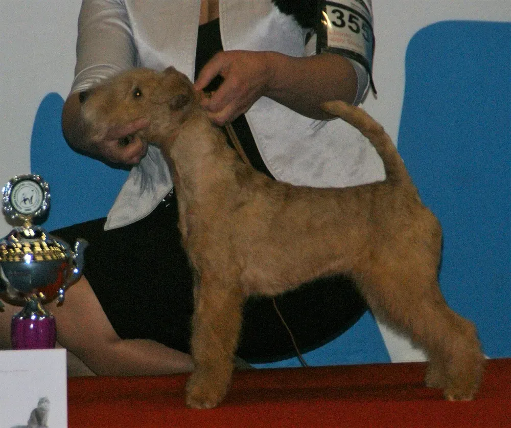 Lakeland terrier: foto 4