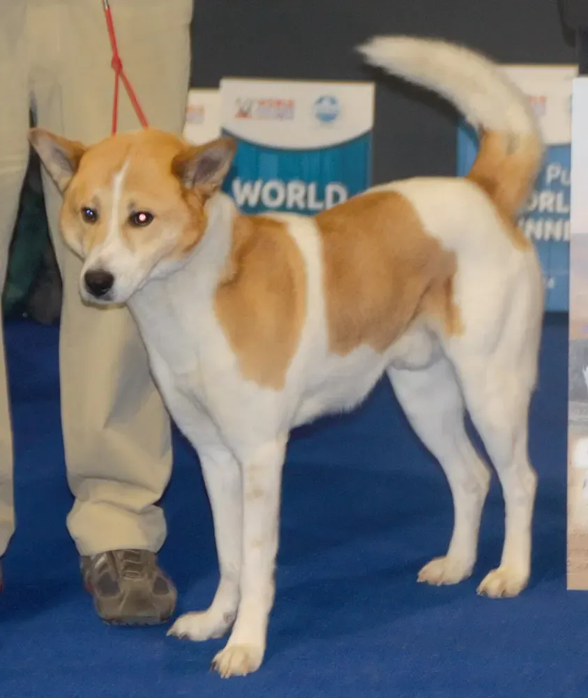 Perro de Canaán: foto 4