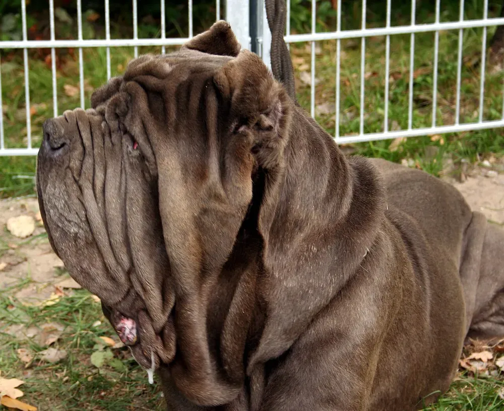 Mastín napolitano: foto 4