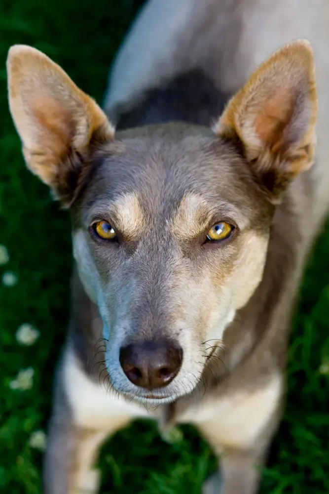 Kelpie australiano: foto 4