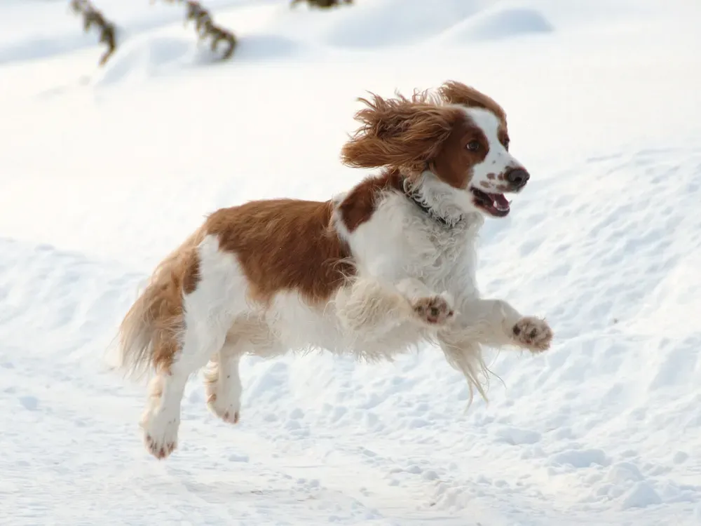 Springer spaniel galés: foto 4