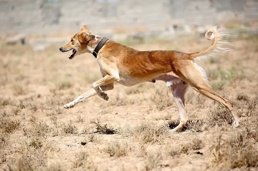 Saluki: foto 4