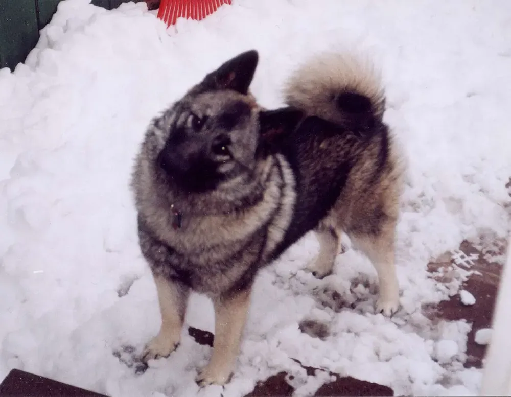 Cazador de alces noruego gris: foto 4