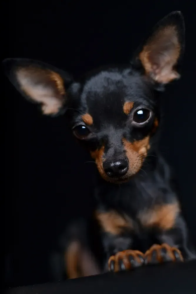 Toy ruso: foto 4