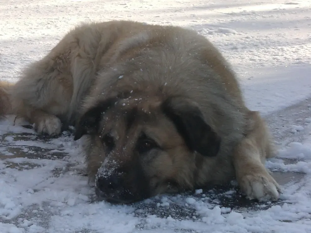 Perro de la Sierra de la Estrela: foto 4