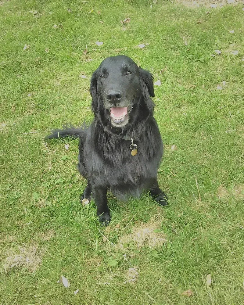 Retriever de pelo liso: foto 4