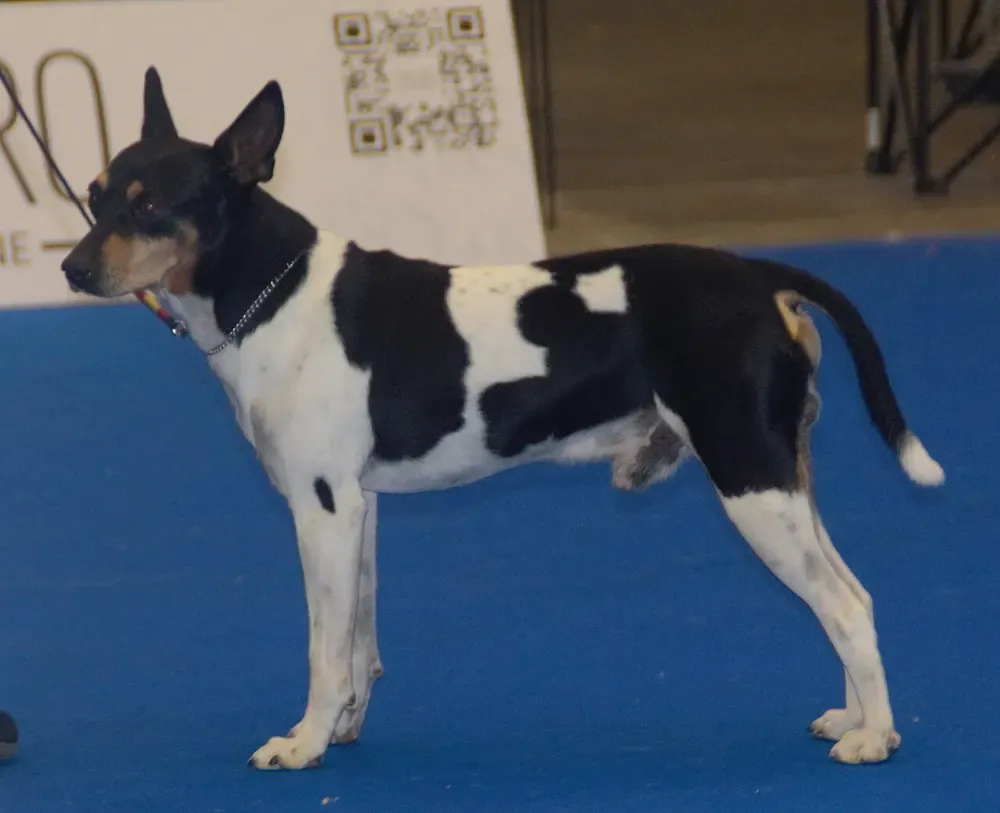 Ratonero valenciano: foto 4