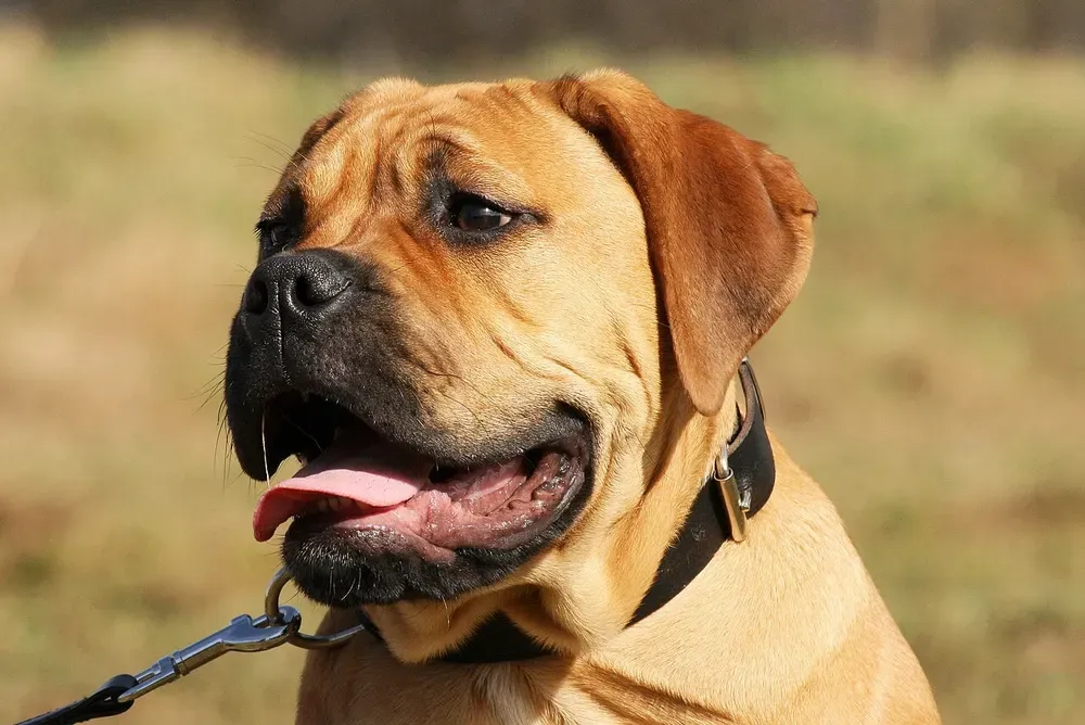 Bullmastiff: foto 4
