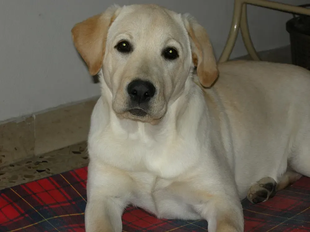 Labrador retriever: foto 4