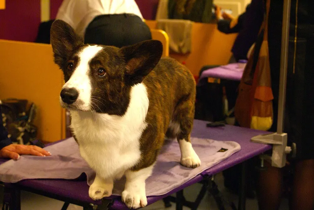 Corgi galés Cardigan: foto 4