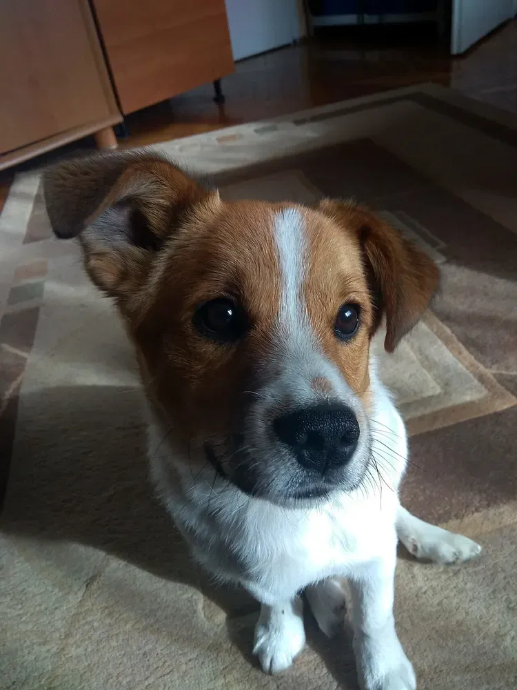 Jack Russell terrier: foto 4