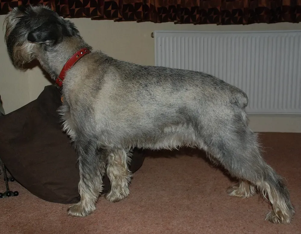 Schnauzer mediano: foto 4