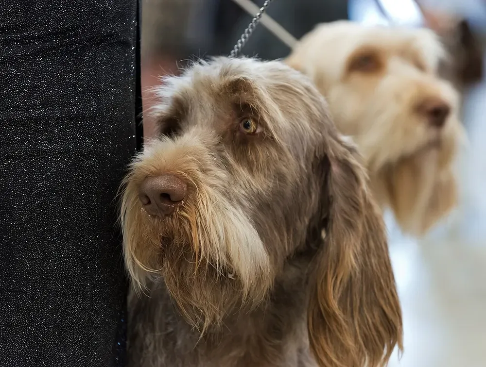 Spinone italiano: foto 4