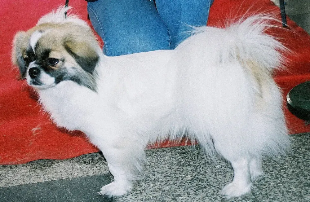 Spaniel tibetano: foto 4