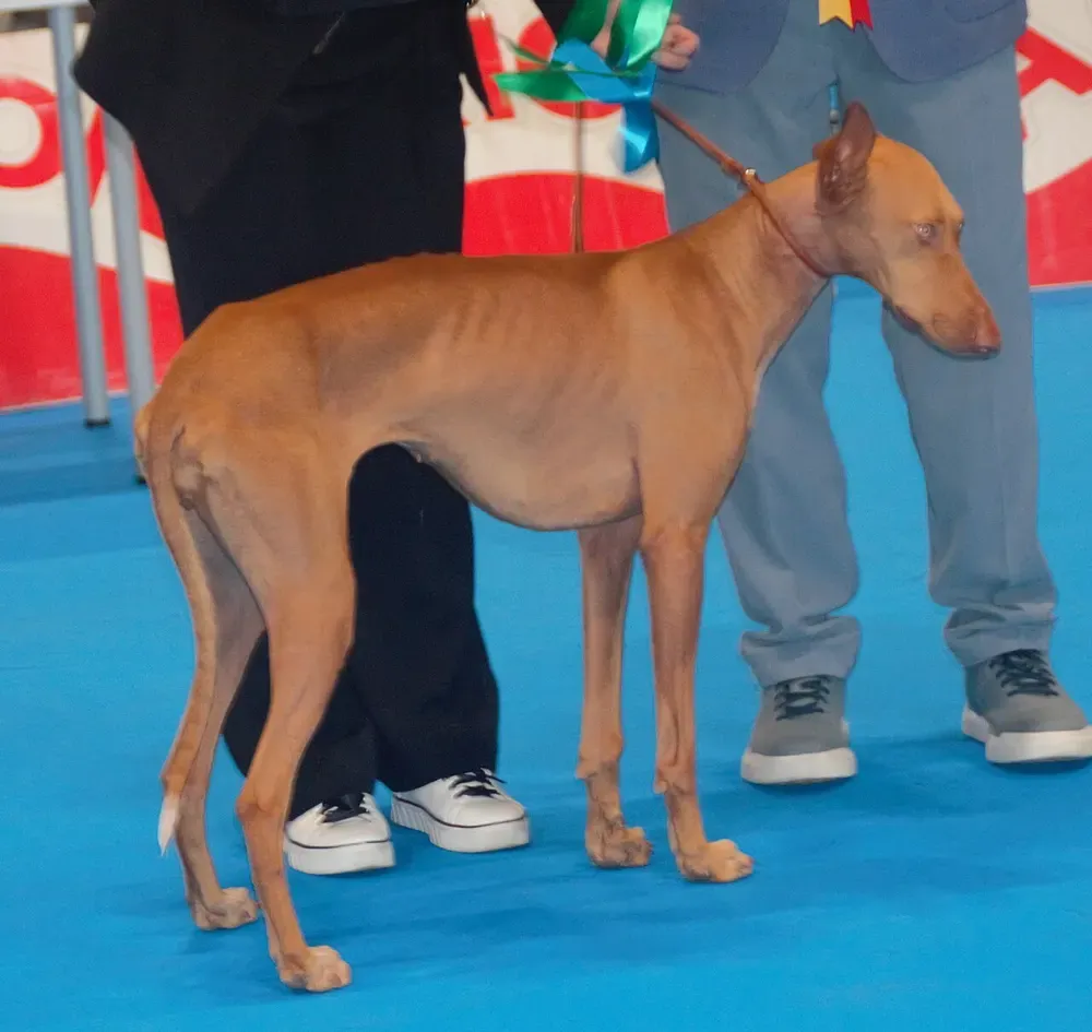 Podenco canario: foto 4