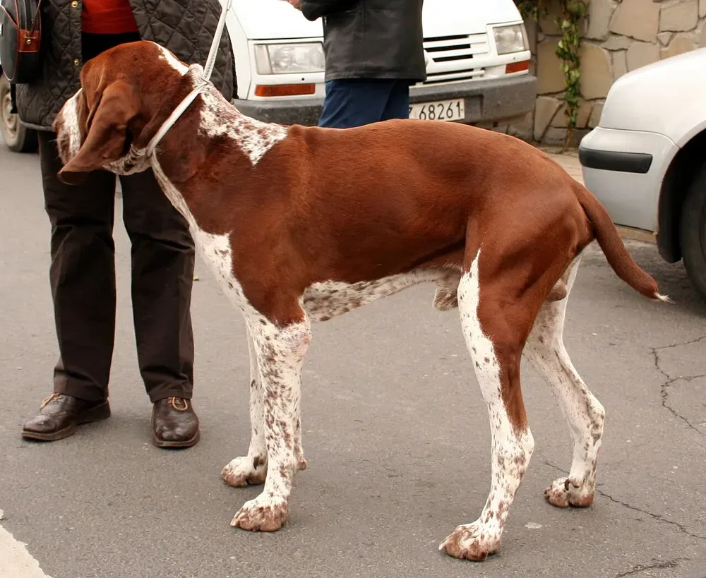 Braco italiano: foto 4